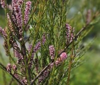 Tamarix tetrandra - Tamarisk - 1