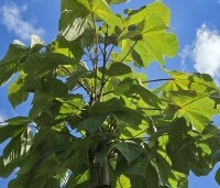 Firmiana simplex - Chinese parasolboom - 5