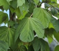 Firmiana simplex - Chinese parasolboom - 6