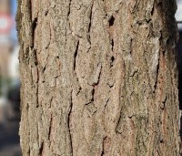 Gleditsia triacanthos 'Skyline' - Valse Christusdoorn 'Skyline' - 4