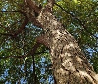 Gleditsia triacanthos 'Skyline' - Valse Christusdoorn 'Skyline' - 5
