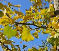 Ginkgo biloba - Japanse Notenboom - 3