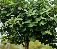Ginkgo biloba 'Mariken' - Japanse Notenboom 'Mariken'  - 1