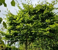 Fagus sylvatica - Groene beuk - leirek 150x120cm juni