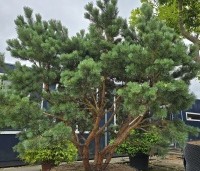 Pinus sylvestris 'Watereri' - Dwerg grove den 'Watereri' - 1