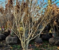 Hamamelis 'Arnolds Promise' - Toverhazelaar - 1