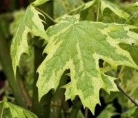 Acer platanoides 'Drummondii' - Gevlekte Noorse Esdoorn - 1