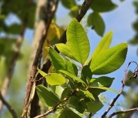 Arbutus unedo - Aardbeiboom - zomerblad