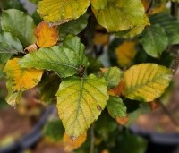 Fagus sylvatica 'Dawyck' - Beuk 'Dawyck' - 4
