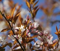 Amelanchier arborea 'Robin Hill' bloesem rose wit