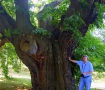 Castanea sativa