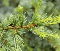 Cedrus libani