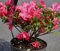 Rhododendron japonica 'Anouk' - Azalea 'Anouk' - 1