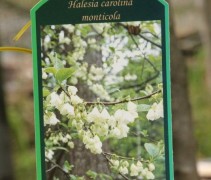Halesia monticola / Sneeuwklokjesboom 'Monticola' 