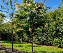 Lagerstroemia indica 'Natchez'