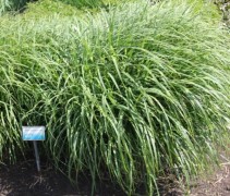 Miscanthus sinensis 'Little Zebra' kan uitgroeien tot bollen van 80-100cm