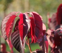 Prunus Royal Burgundy bladeren