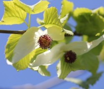 Vaantjesboom met witte bloemen