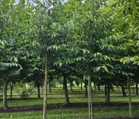 Alnus x spaethii 'Spaeth' - Els 'Spaeth' - op de kwekerij van Ten Hoven in Vaassen