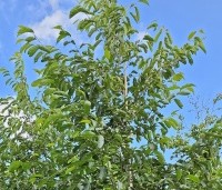 Alnus x spaethii 'Spaeth' - Els 'Spaeth' - 2