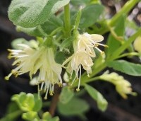 Lonicera caerulea 'Kamtschatica' - Honingbes 'Kamtschatica' - 2