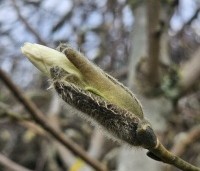 Magnolia 'Wada's Memory' - Magnolia 'Wada's Memory' - 3