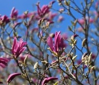 Magnolia 'Susan' - Beverboom - 1