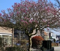 Magnolia 'Susan' - Beverboom - 2