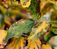 Parrotia persica 'Bella' - Perzisch IJzerhout - 6
