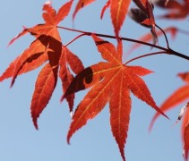 Acer palmatum 'Atropurpureum'