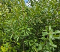 Myrica pensylvanica - Amerikaanse wasgagel - 5