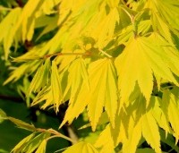 Acer shirasawanum 'Jordan' - Japanse Goud-Esdoorn 'Jordan' - 1