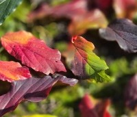 Parrotia persica - Perzisch IJzerhout - 1