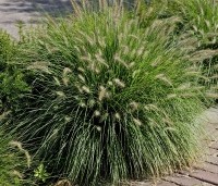 Pennisetum alopecuroides 'Hameln' - Lampenpoetsersgras 'Hameln' - 2