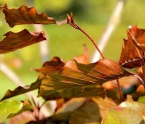 Rode Beuk, boogvorm, nazomer bladkleuren