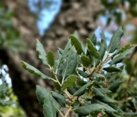 Quercus suber - Kurkeik - 2
