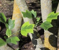 Liriodendron tulipifera 'Aureomarginatum' - Tulpenboom 'Aureomarginatum' - 3