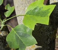 Liriodendron tulipifera 'Aureomarginatum' - Tulpenboom 'Aureomarginatum' - 2