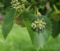 Tilia henryana - Chinese linde - 1