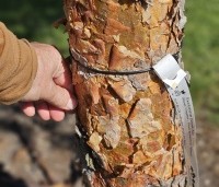 Pinus sylvestris 'Glauca' - Grove den 'Glauca' - 1