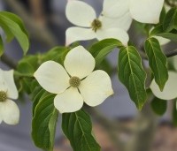 Cornus 'Norman Hadden' - Japanse grootbloemige kornoelje 'Norman Hadden' - 4