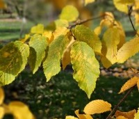 Carpinus betulus - Haagbeuk - 4