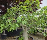 Ficus carica 'Brown Turkey' - Vijg 'Brown Turkey' - 2