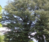 Cedrus libani 'Glauca'