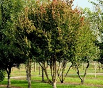 Cornus mas 
