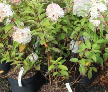 Hydrangea Vanille Fraise  C10