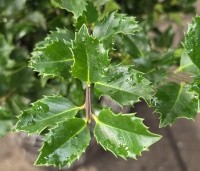 Ilex meserveae 'Blue Princess' - Blauwe hulst 'Blue Princess'   - 1