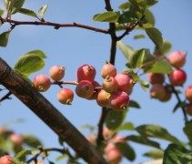 Een dak vol met sierappeltjes aan deze boom