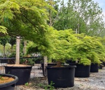 Acer palmatum 'Dissectum'