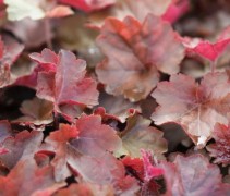 Heuchera mic. 'Palace Purple' per kist á 24 st.